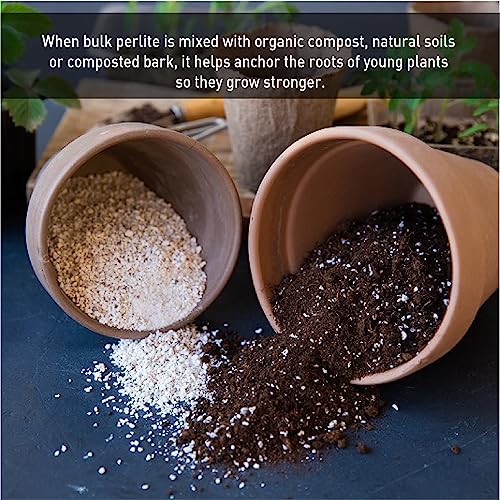 Evergreen Palmetto perlite with seedlings supports steady moisture.