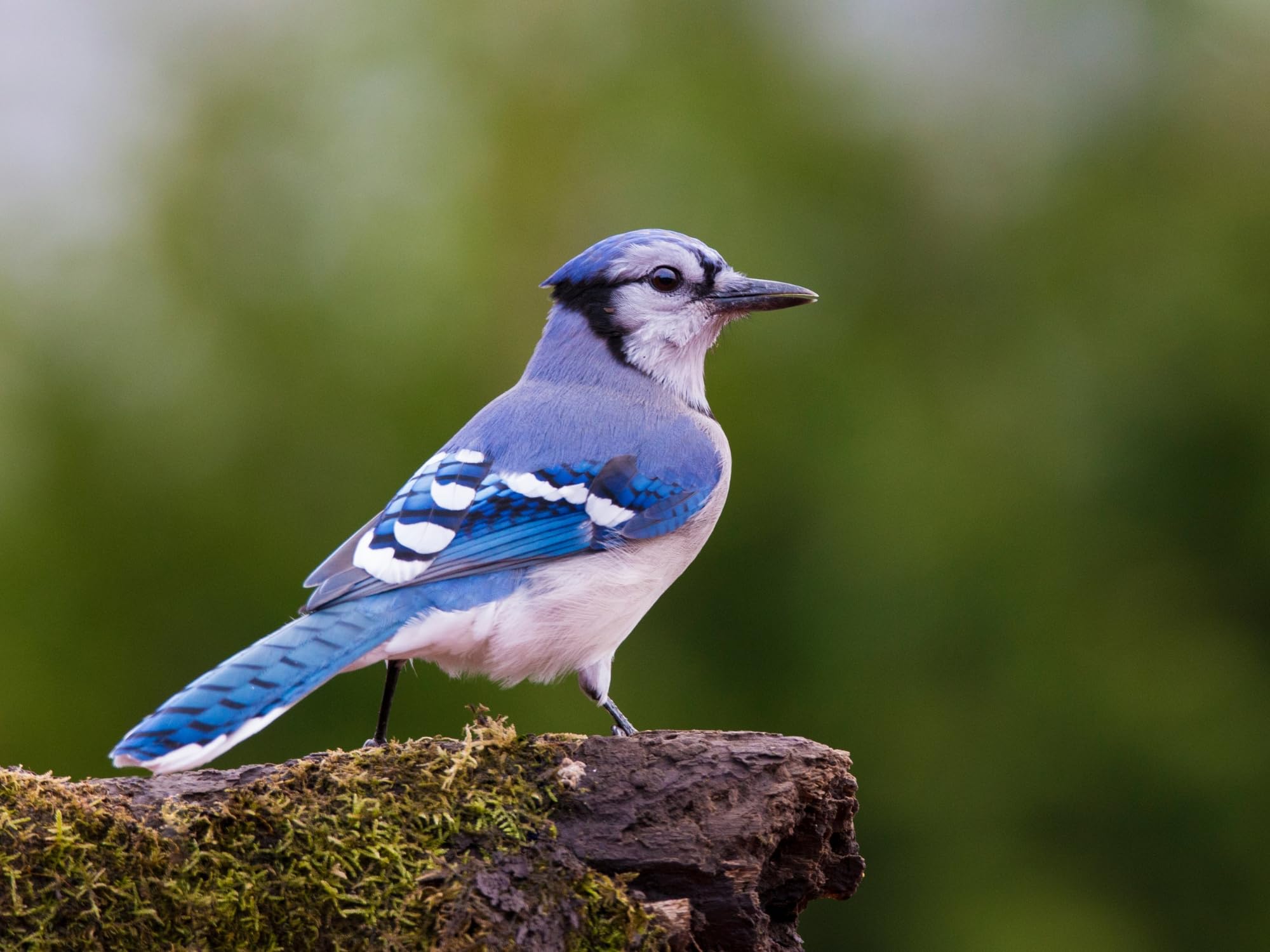 Evergreen Tweet Treats 2pc Pack shown, ideal for enticing wild birds to visit.