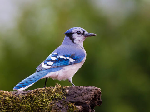 Evergreen Tweet Treats 2pc Pack shown, ideal for enticing wild birds to visit.
