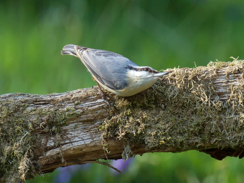 Evergreen wild birds on cylinder illustrate steady seed access during chilly mornings.