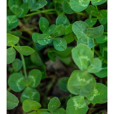 Evolved Harvest Throw & Gro deer habitat plot demonstrates fast-growing, nutritious forage.