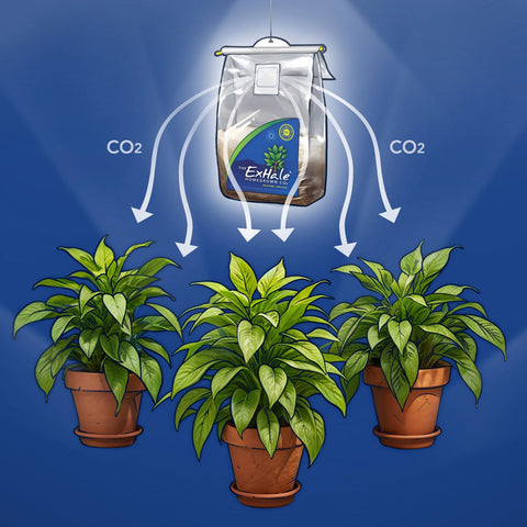 Exhale 365 CO2 bag delivering peak production during flowering.