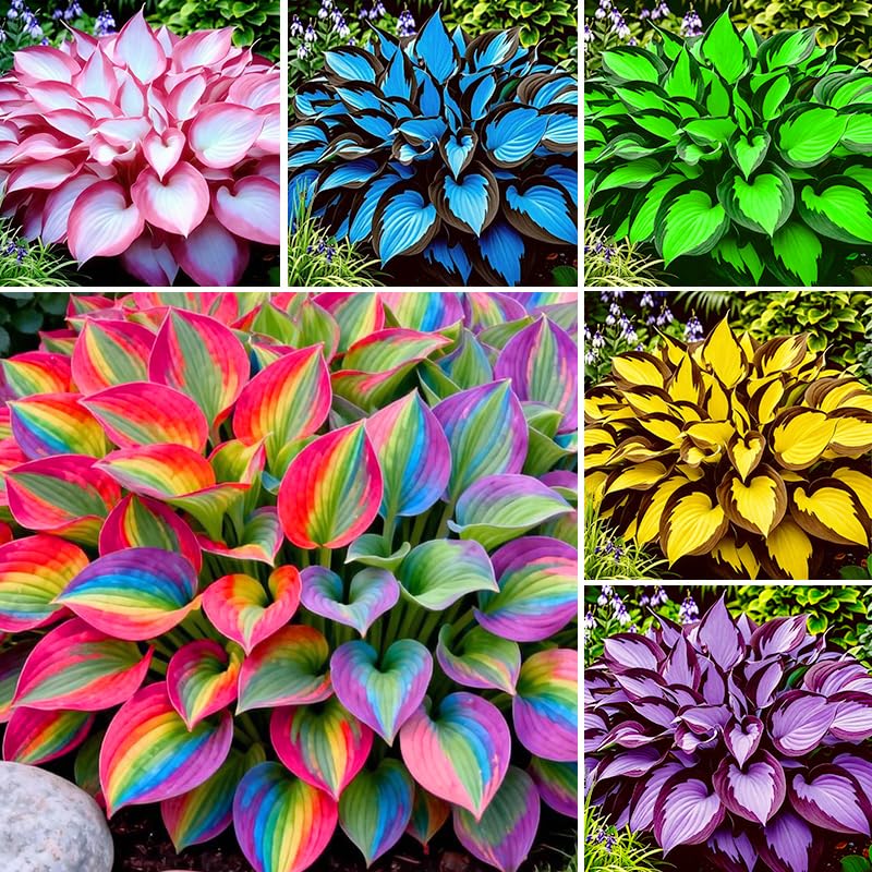 Exotic Hosta Seeds bundle with varied foliage for shaded gardens.