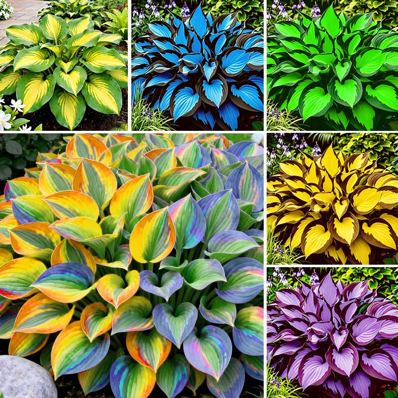 Exotic Hosta Seeds for potted plants providing lush foliage in containers.