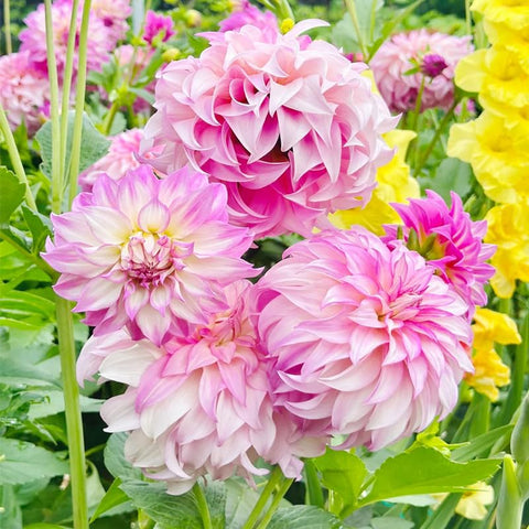 Exotic Labyrinth Dahlia Seeds bloom closeup showcasing intricate petals for focal points.