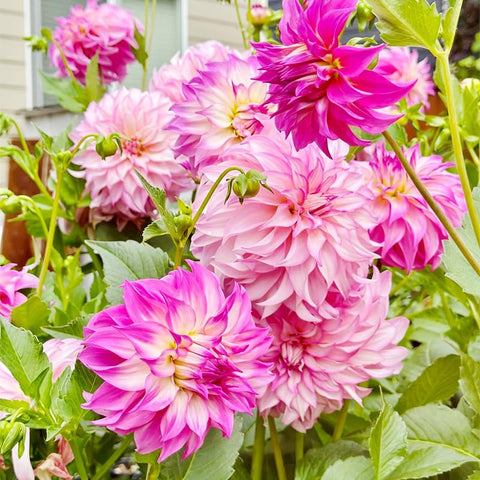 Exotic Labyrinth Dahlia Seeds in bed adding depth and color to outdoor borders.