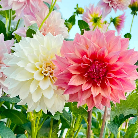 Exotic Labyrinth Dahlia Seeds dahlia buds close-up hinting at dramatic color in beds.