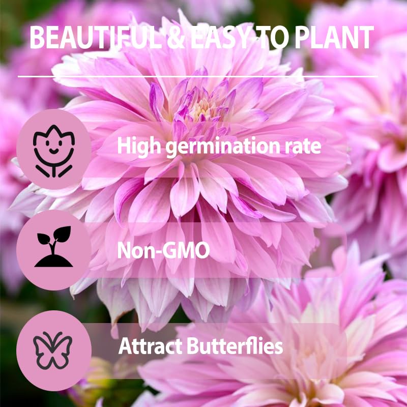 Exotic Labyrinth Dahlia Seeds in pots perfect for balconies and patios.