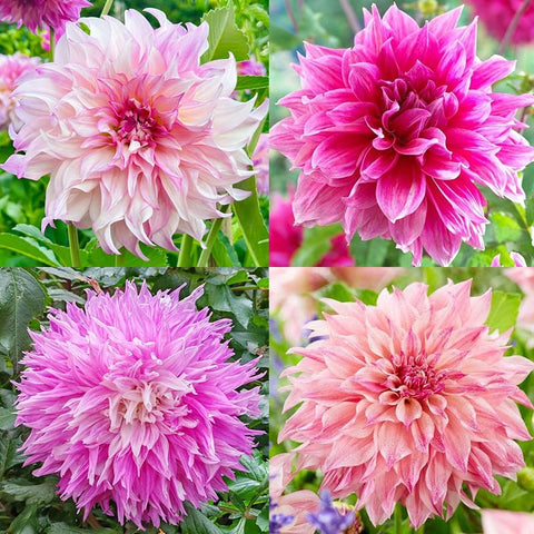 Exotic Labyrinth Dahlia Seeds seed packet ready for bright, long-lasting garden display.