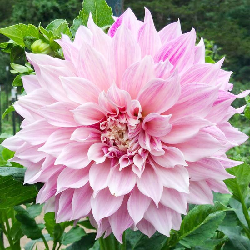 Exotic Labyrinth Dahlia Seeds sprouts emerging for layered blooms along borders.