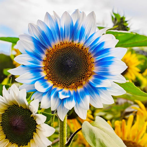 Exotic Sunflower Seeds non-GMO heirloom variety inspires vibrant backyard color