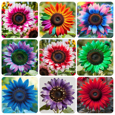 Exotic Sunflower Seeds with large bloom heads for dramatic garden borders