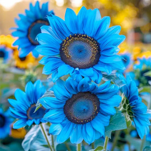 Exotic Sunflower Seeds produce tall stems ideal for privacy screens