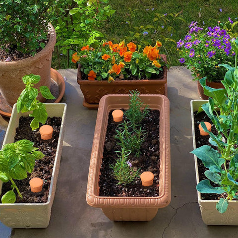 EXQUAILTY Olla pots suitable for indoor and outdoor use, showcasing year-round irrigation flexibility