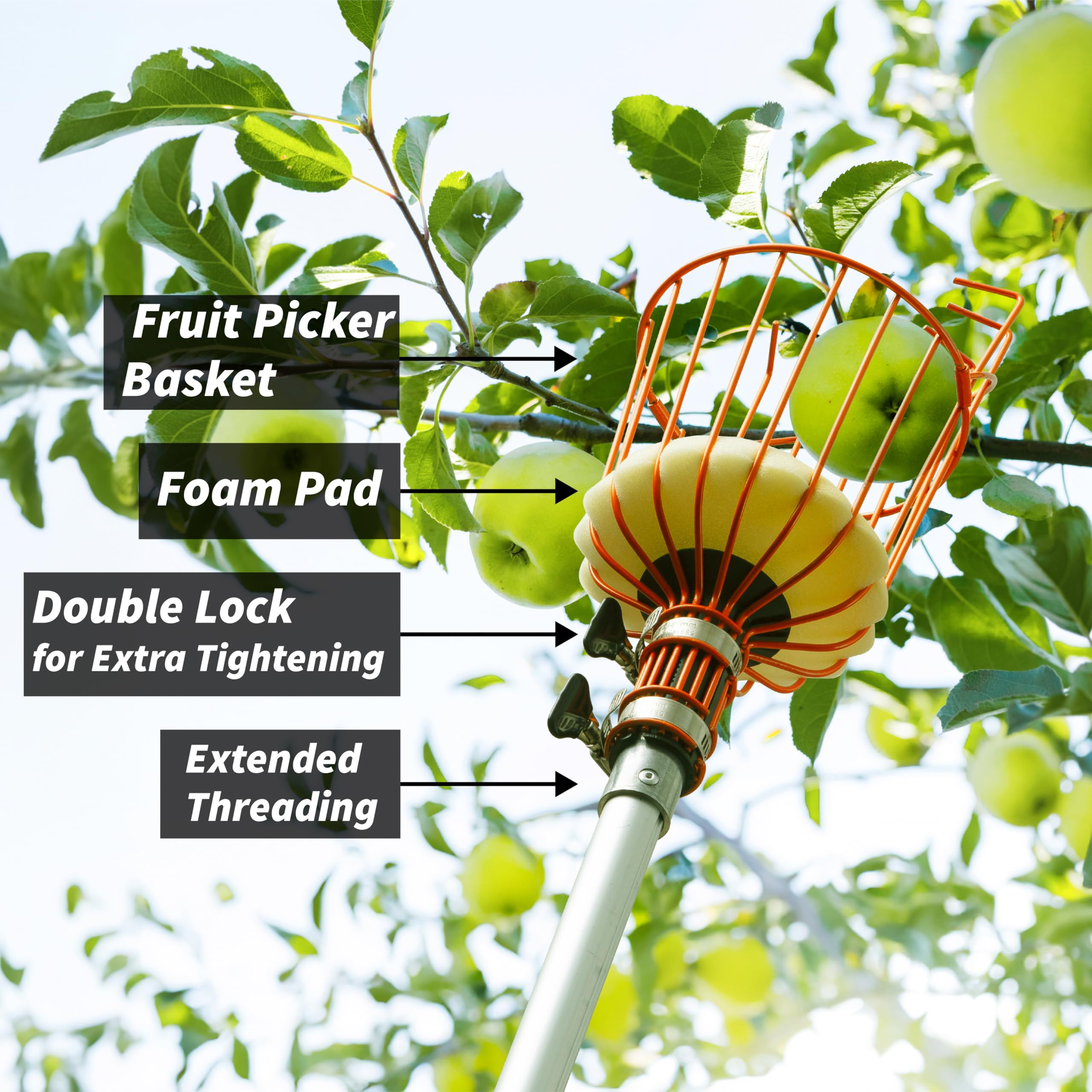 EXTEND-A-REACH foam pad protects delicate fruit during harvesting.