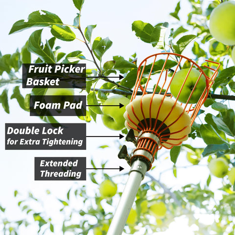EXTEND-A-REACH foam pad protects delicate fruit during harvesting.