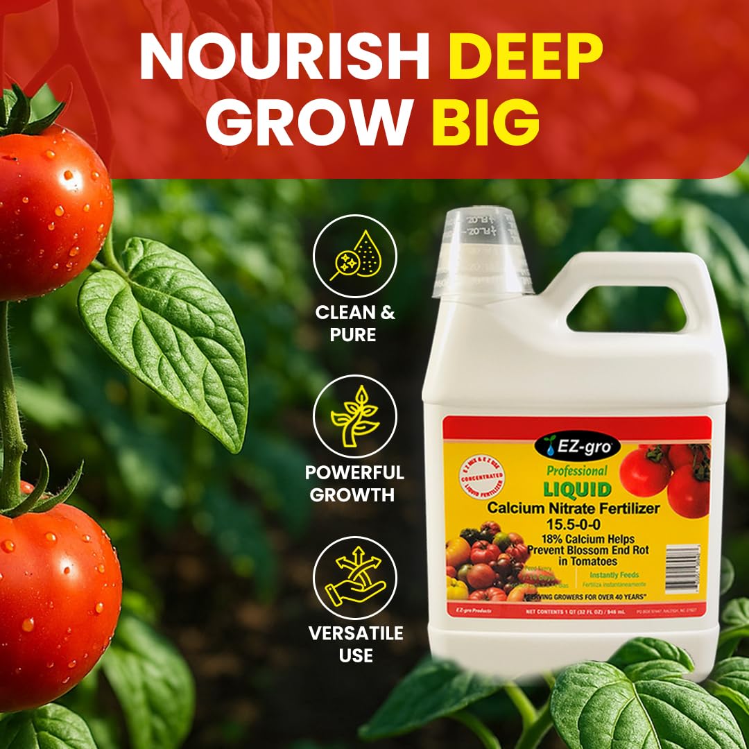 Tomato plant with EZ-gro Calcium Nitrate illustrates steady growth and healthy foliage
