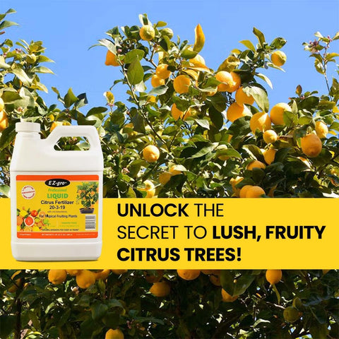 EZ-gro Citrus Tree Fertilizer outdoor-container-use demonstrates indoor and outdoor versatility.