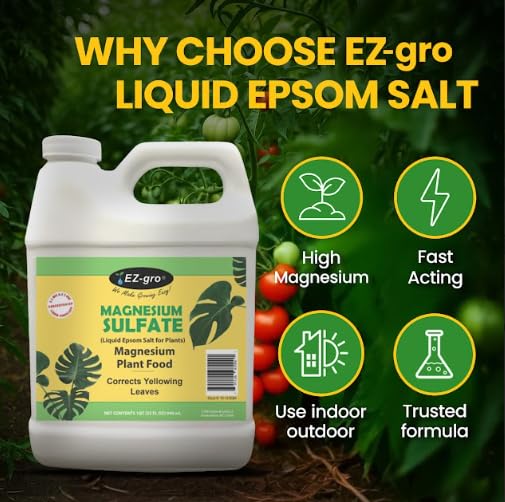 Rose plants benefiting from EZ-gro Epsom Salt for richer blooms