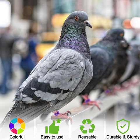 EZEELAI 8-color palette helps quickly distinguish bantams, doves, and quail.