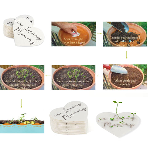 Ezoon biodegradable materials highlight eco-friendly memorial keepsakes.
