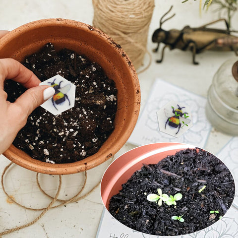 Ezoon seed paper favor for baby showers with wildflowers, easy planting after gifting.