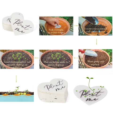 Ezoon set of 50 plantable paper packets ideal for guest gifts.