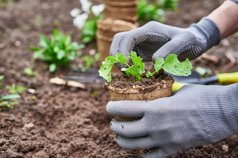 Fabiacci 100-pack seed pots ideal for bulk planting and classroom projects.