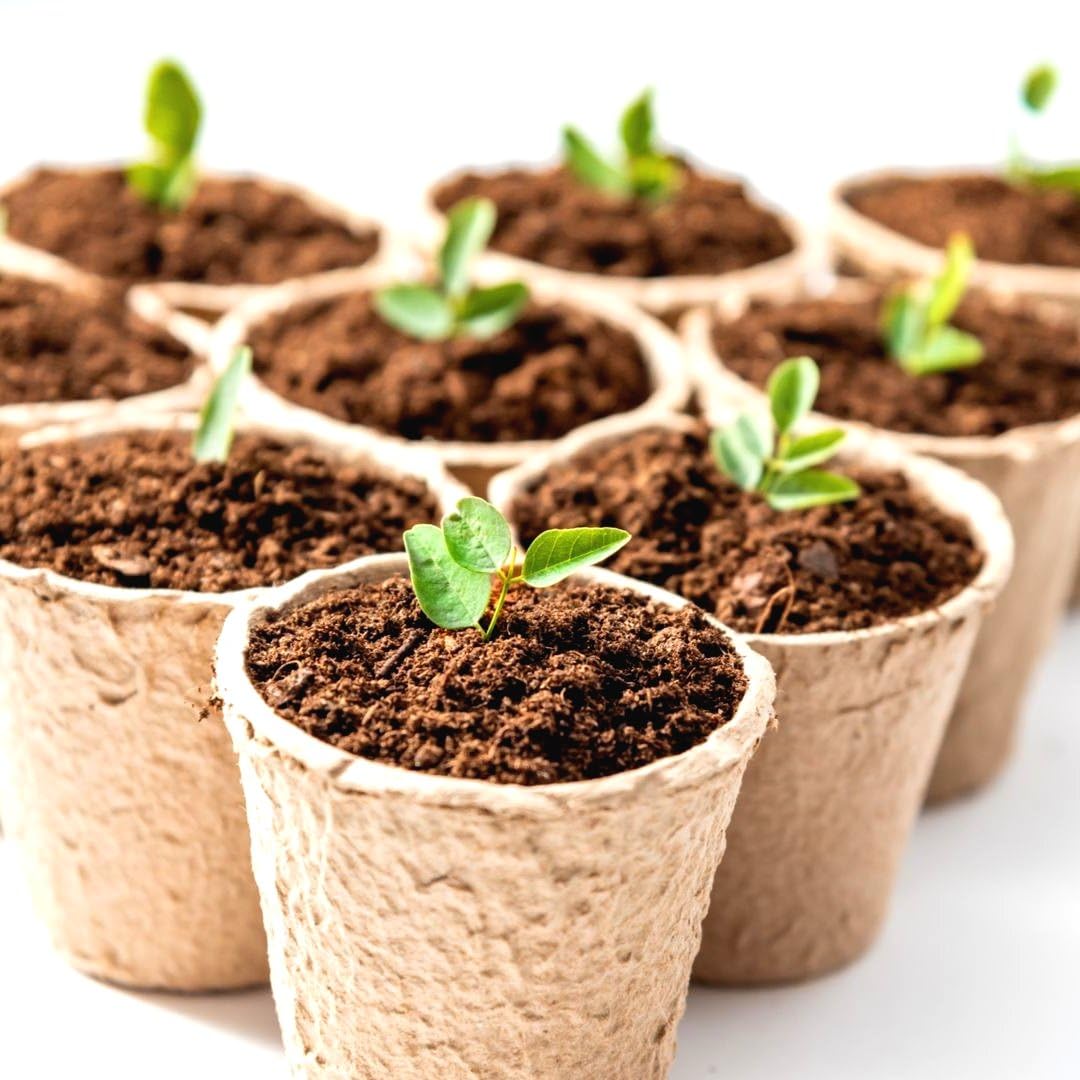 Fabiacci plantable nursery pot enables transplanting without disturbing roots.