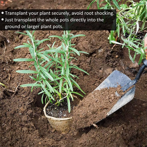 Fabiacci 4-inch pot with reinforced edges resists crumbling during handling.