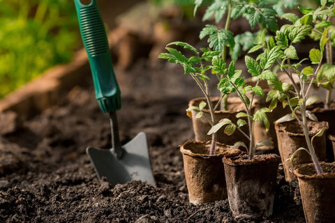 Fabiacci compostable seed pot is soil-safe for tomatoes and herbs.