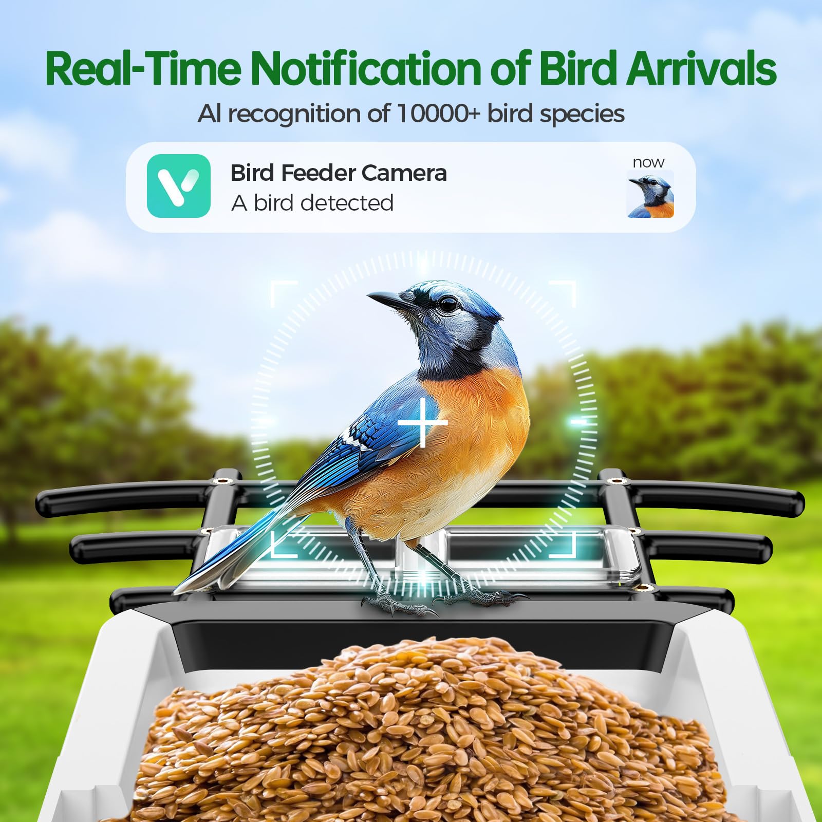 Front view of Faddial feeder with solar panel powering birdwatching