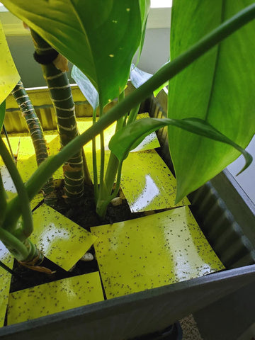 Faicuk traps include 20 pieces and wire ties for setup.