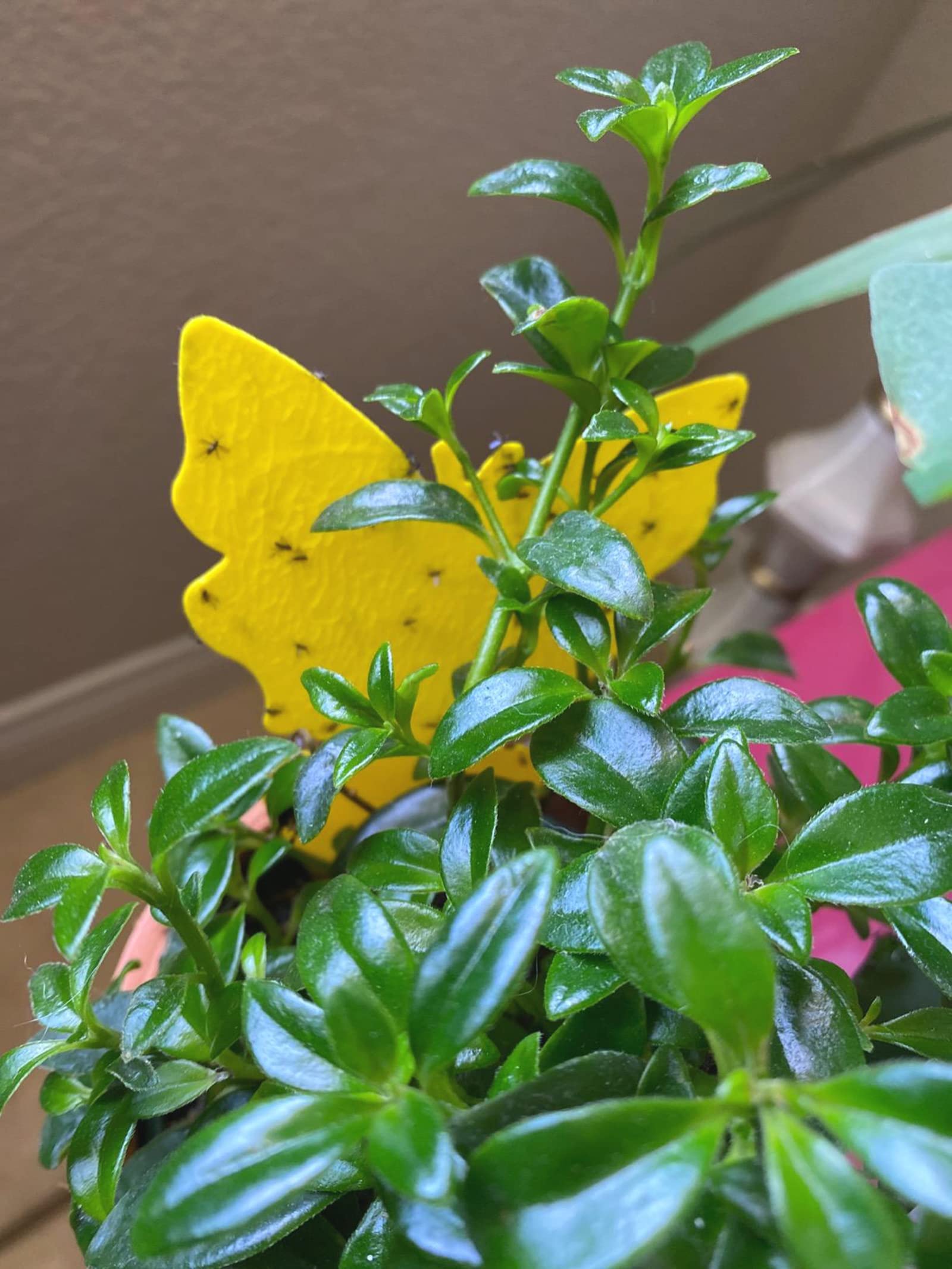 Faicuk butterfly-shaped trap on a plant demonstrates decor-friendly pest control