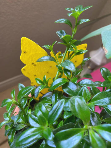 Faicuk butterfly-shaped trap on a plant demonstrates decor-friendly pest control