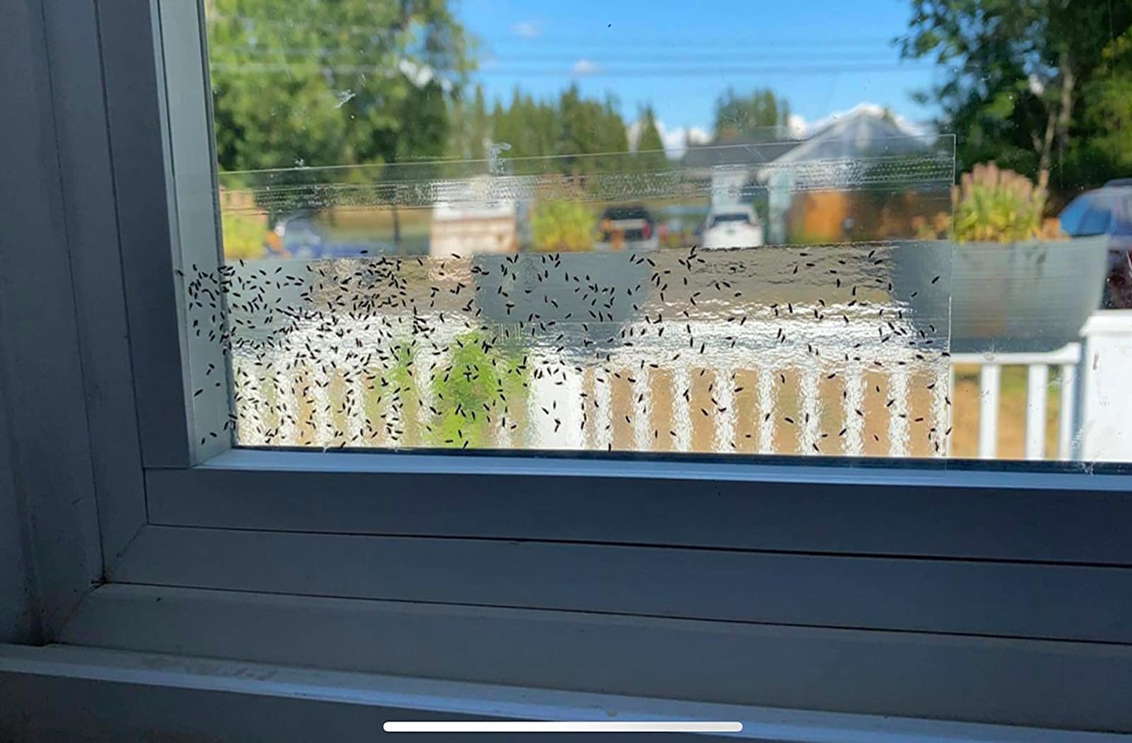 Faicuk premium window traps protect spaces without noise.