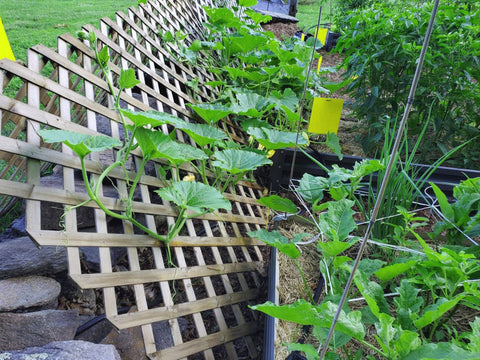 Faicuk yellow traps capture fungus gnats, aphids, and leaf miners.