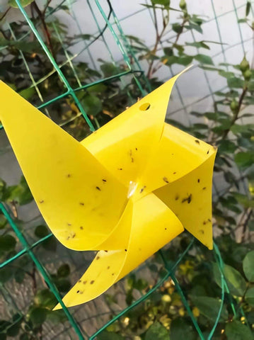Faicuk fungus gnats and mosquitoes sticky trap for plants