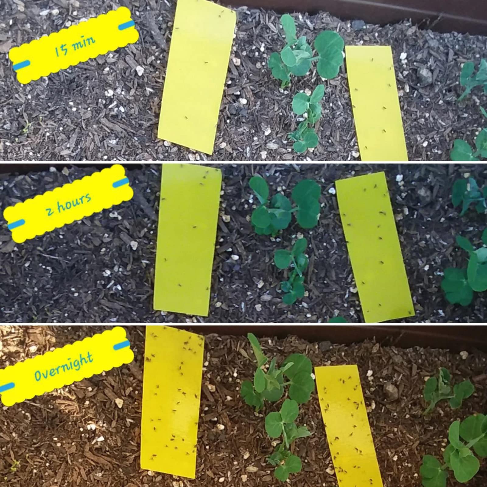 Faicuk houseplant protection with easy-to-place sticky traps.