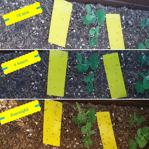Faicuk houseplant protection with easy-to-place sticky traps.