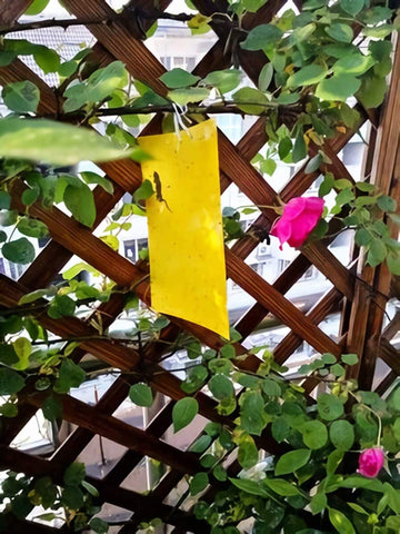 Warning: traps target flying plant insects only for indoor outdoor use