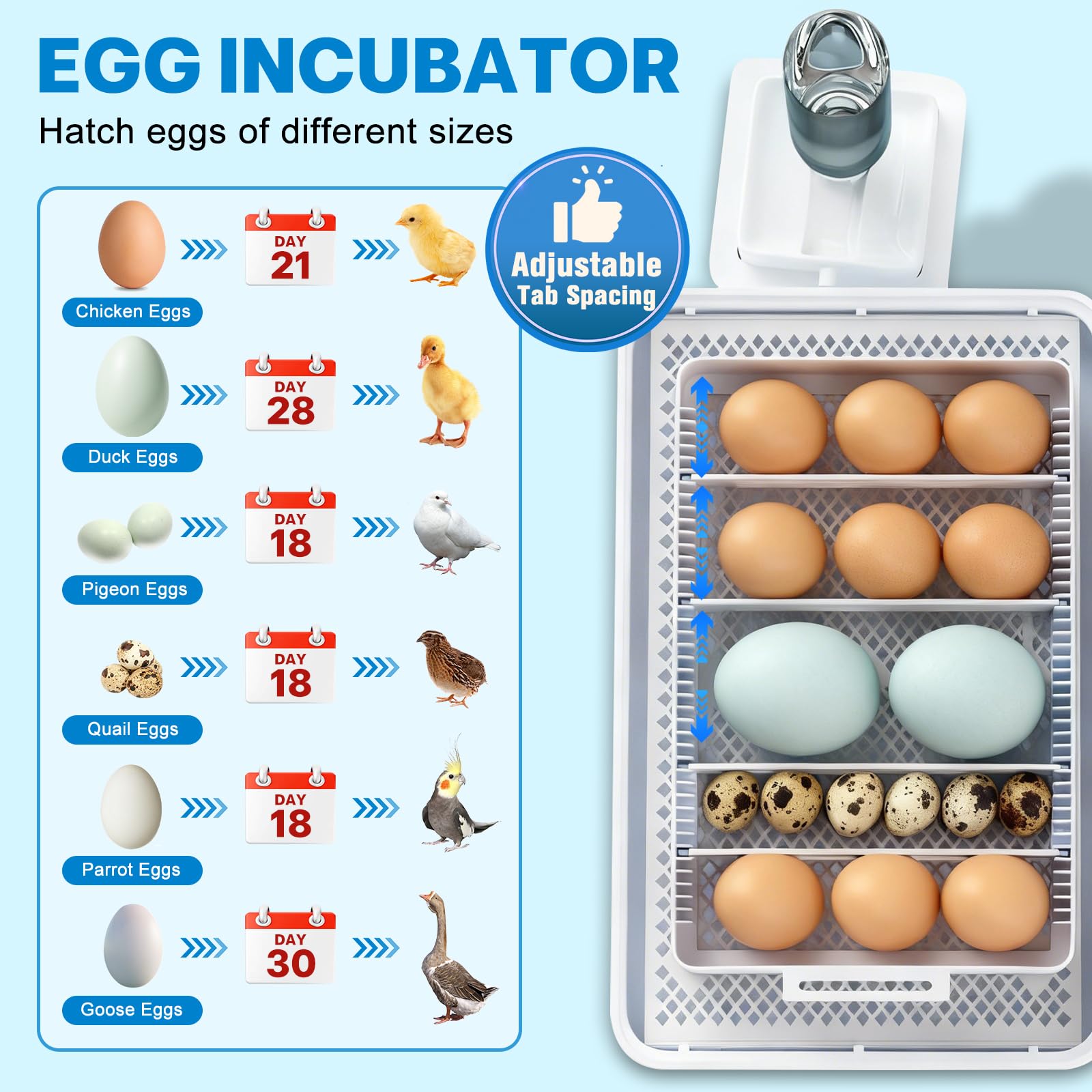 Failenfeivp incubator-egg-tray-adjustment highlights flexible spacing for varied eggs