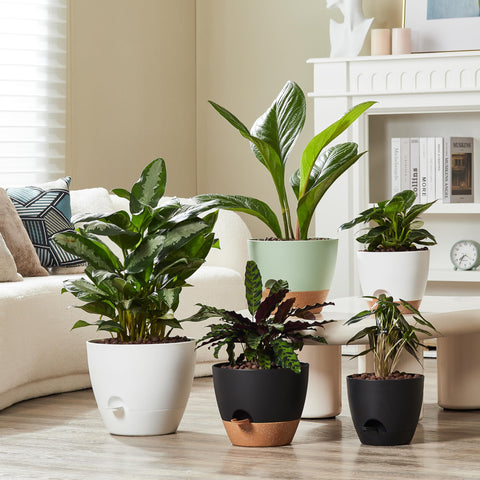 FaithLand outdoor balcony arrangement with 9-inch pots, durable and weather-resistant.