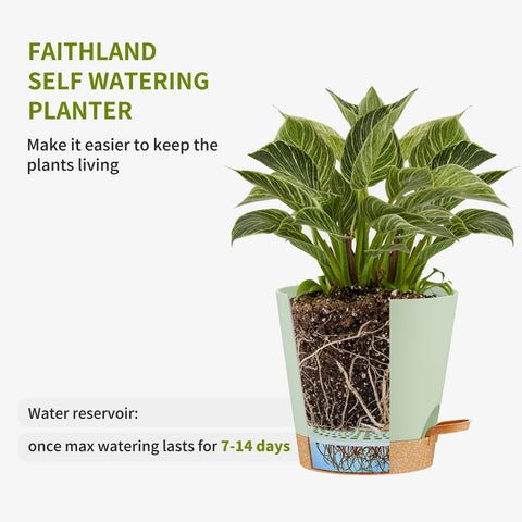 FaithLand 6-5inch self-watering planter with easy water monitoring.