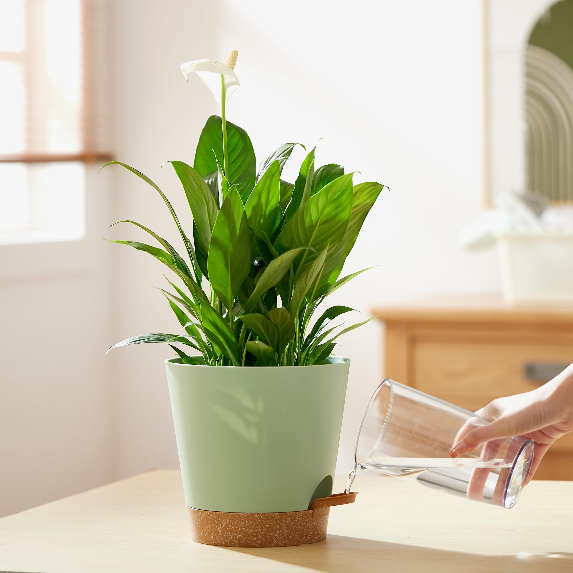 FaithLand two-pack includes stylish planters ideal for multiple rooms or patios