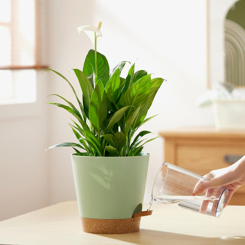 FaithLand two-pack includes stylish planters ideal for multiple rooms or patios