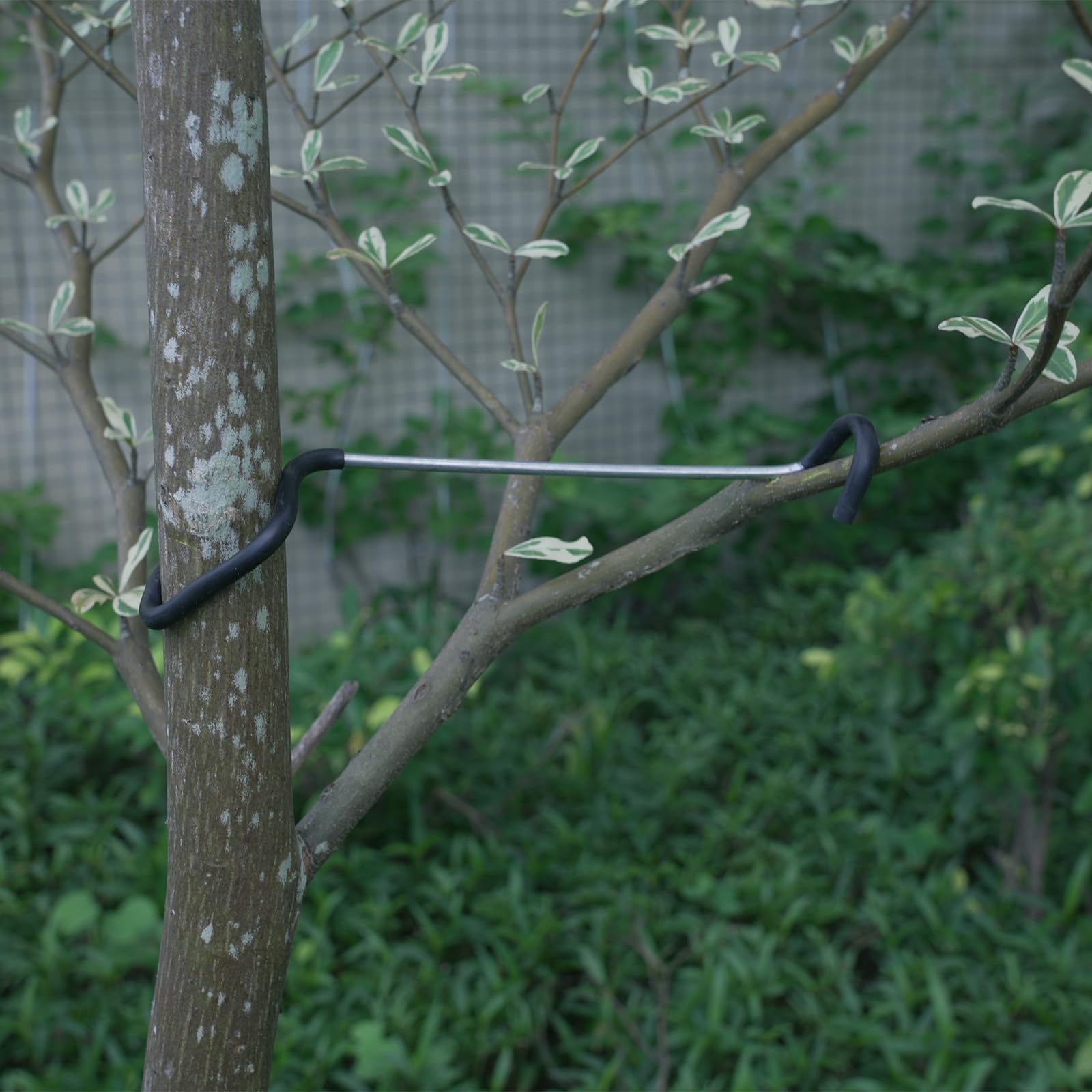 Fallingstar 7-inch limb spreader in action guiding horizontal growth