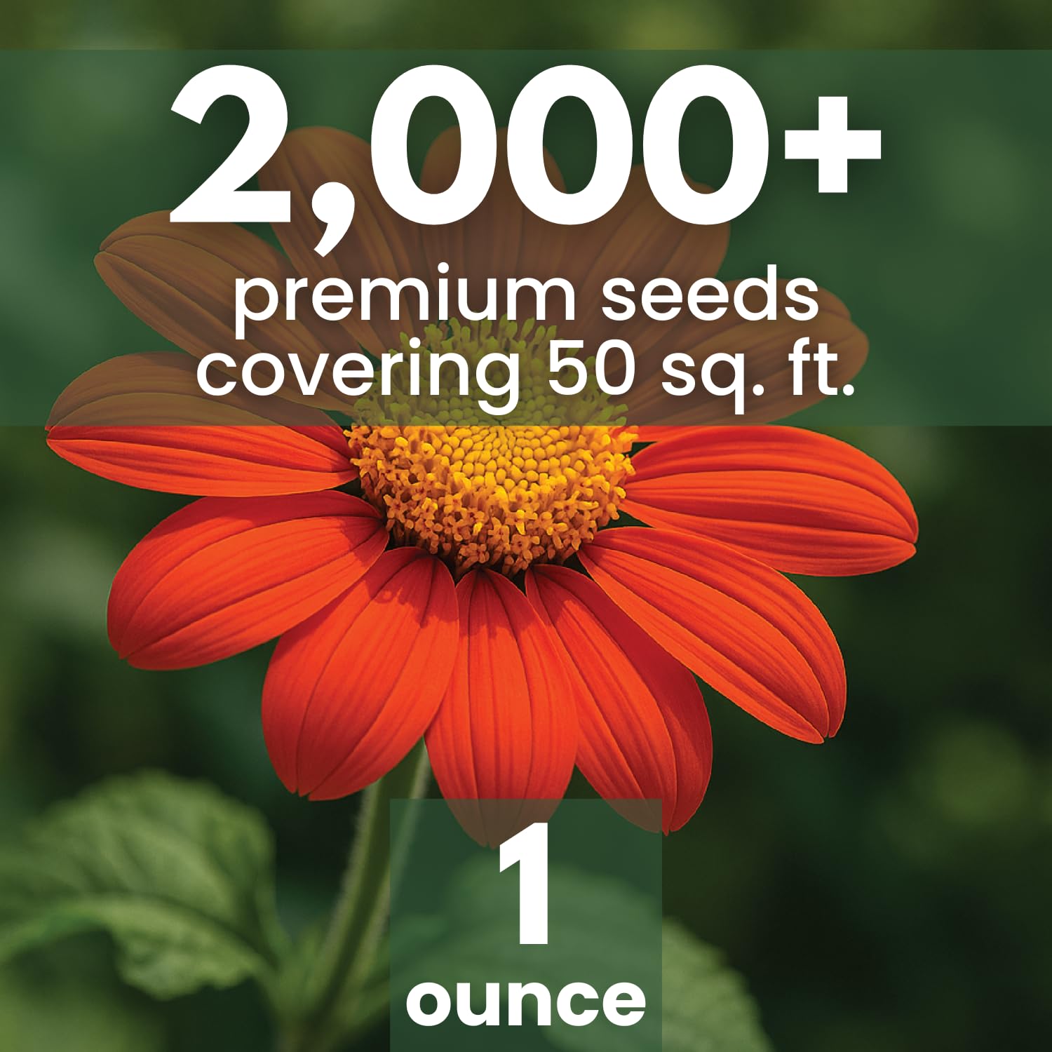 Family Sown 1-ounce seed pack ready for easy sowing and abundant color.