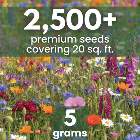 FAMILY SOWN 14000 seeds close-up showcases diverse blooms for low-light gardens