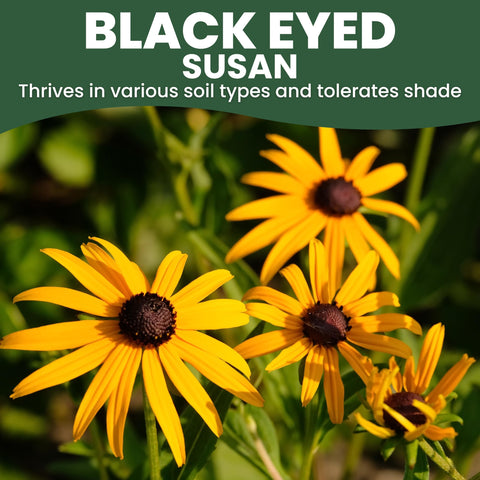 Envelope containing 15,000 seeds ideal for quick garden coverage